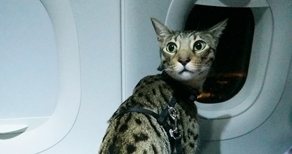 Авиакомпании обяжут возить домашних животных без ветеринарных справок