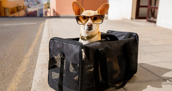 Собака открыла багажный отсек подлетавшего к Москве самолета