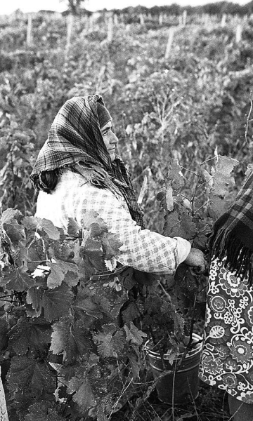 Повседневная жизнь советской Грузии в 1976 году, снятая шведским фотографом