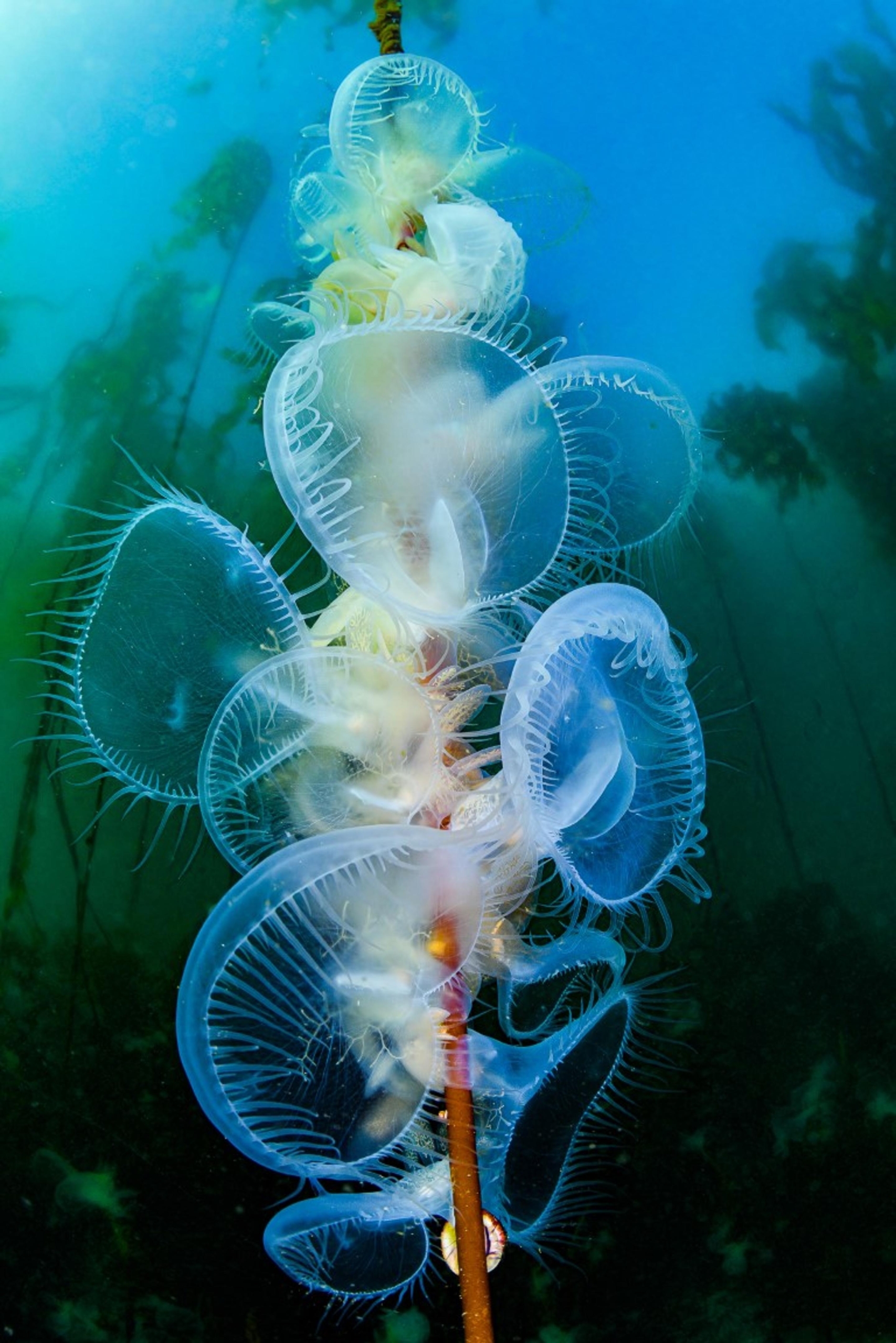 Лягушки, жуки и яйца: 15 финалистов конкурса макрофотографии Close-up Photographer of the Year 2024